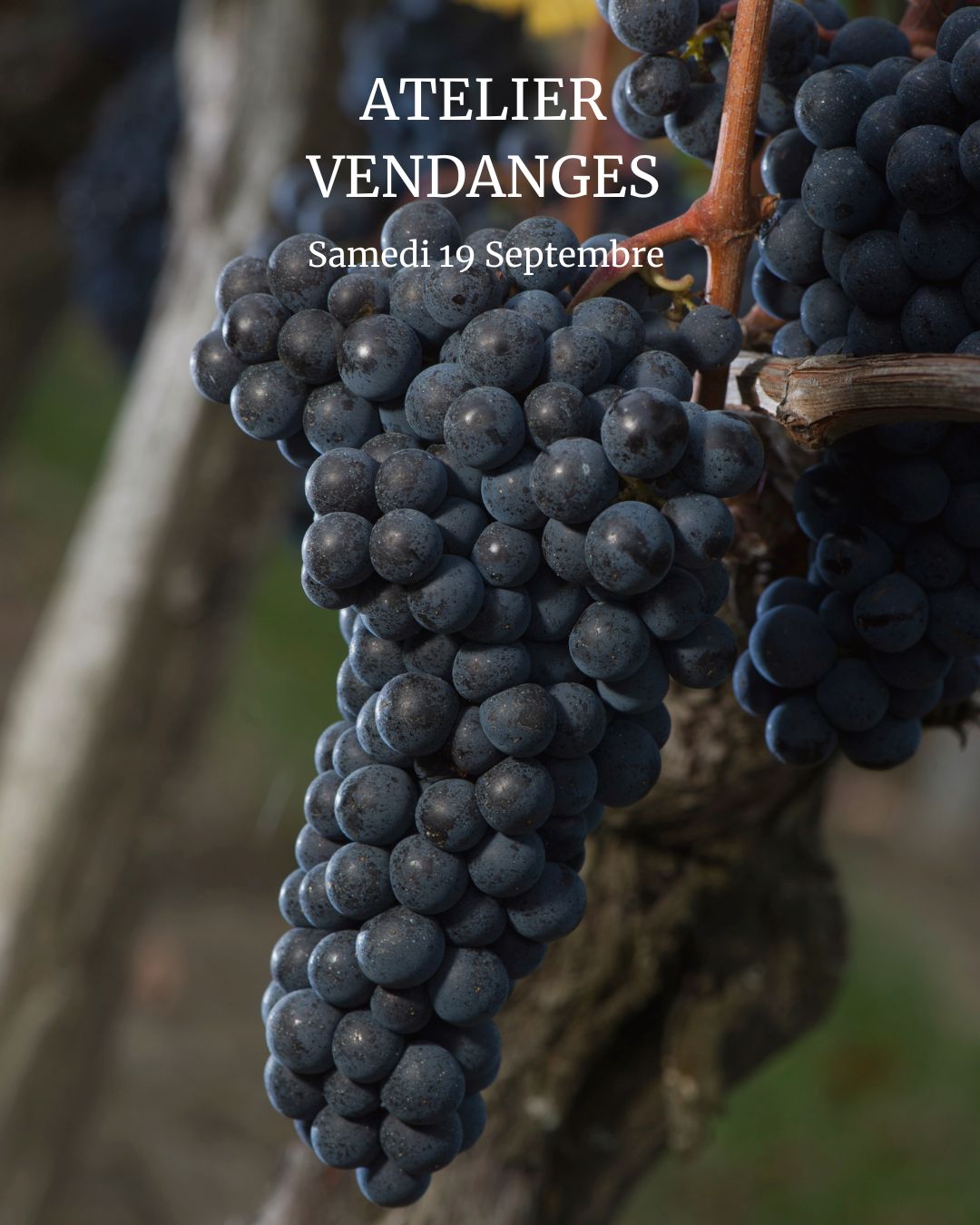 Atelier vendanges au Château Haut-Chaigneau