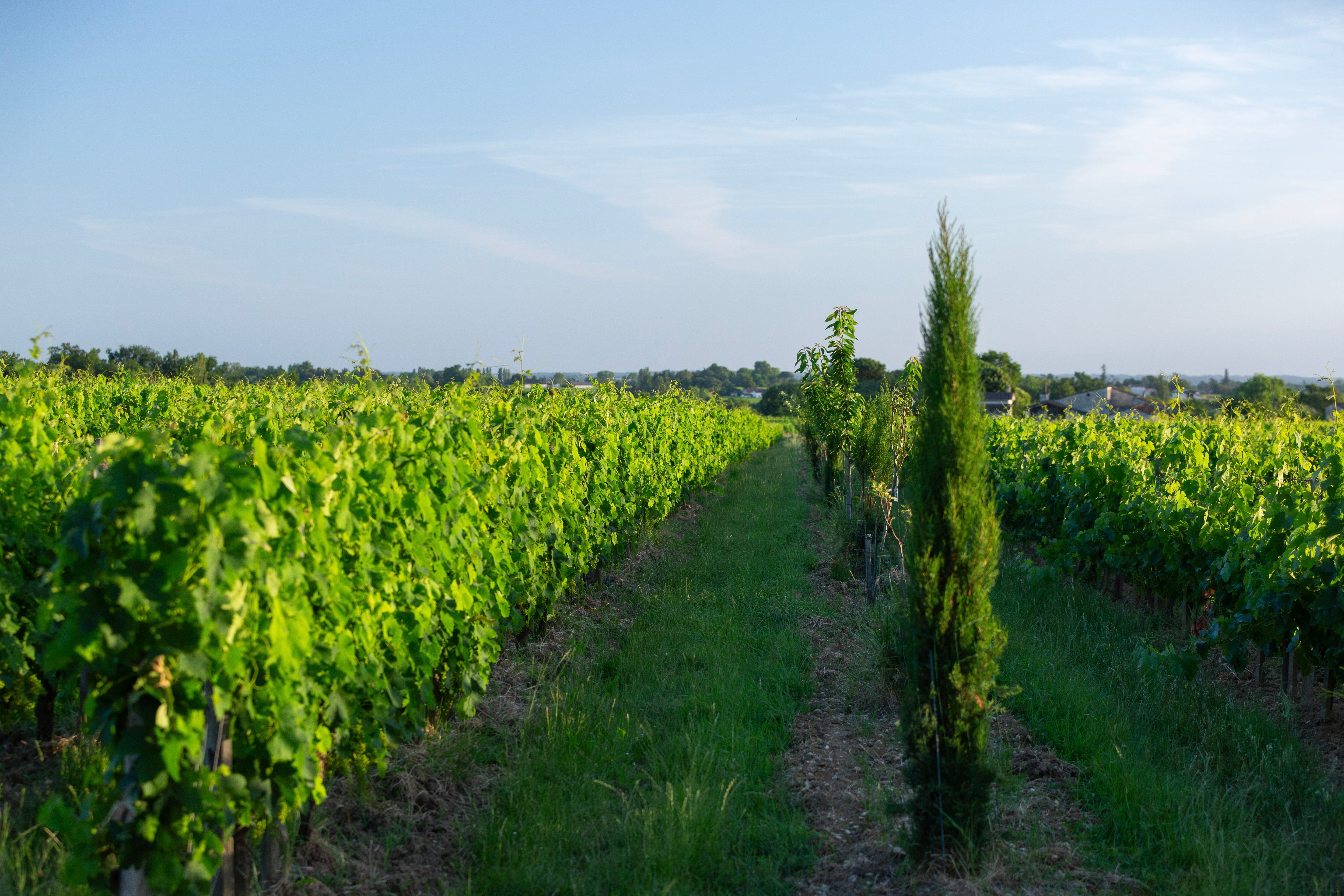 🌱 Le Projet Agro‑Synergie : l’engagement durable des Vignobles Chatonnet en Gironde
