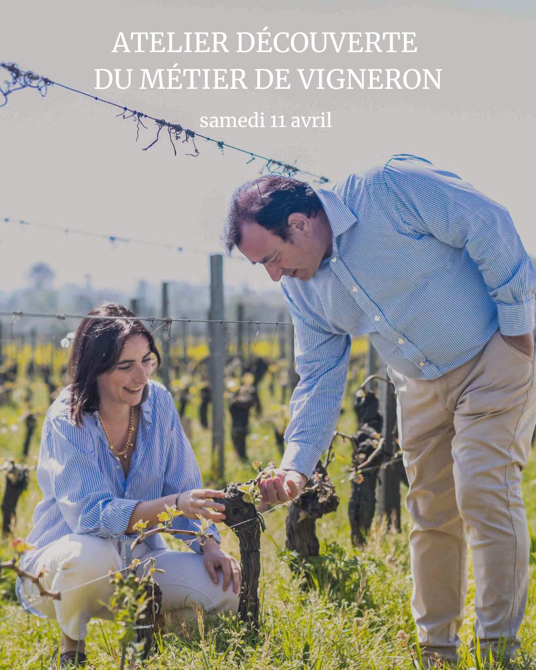 Atelier : découverte du métier de vigneron